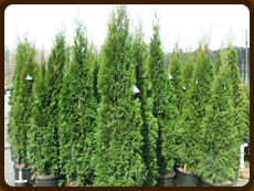 Evergreen exterior plants